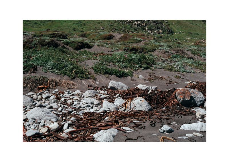 © Benjamin Normand - Image from the Journal of a Wandering Among Seaweed photography project