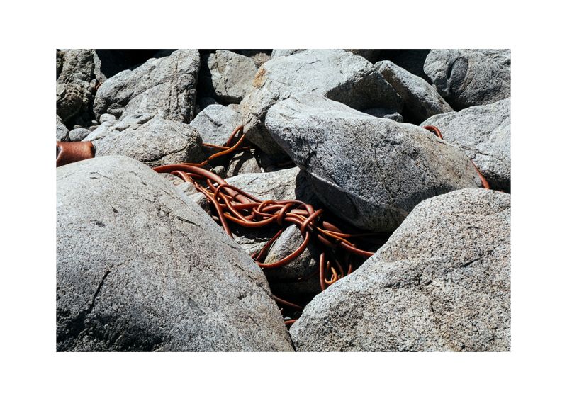© Benjamin Normand - Image from the Journal of a Wandering Among Seaweed photography project