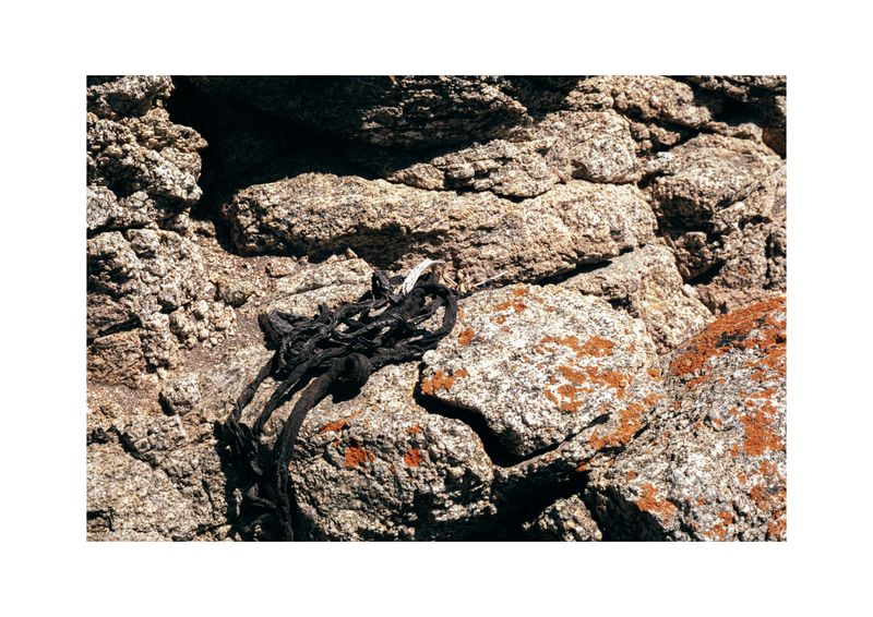 © Benjamin Normand - Image from the Journal of a Wandering Among Seaweed photography project