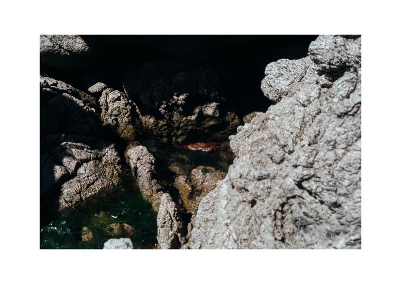 © Benjamin Normand - Image from the Journal of a Wandering Among Seaweed photography project