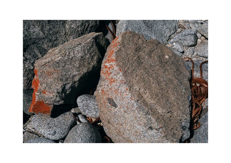 © Benjamin Normand - Image from the Journal of a Wandering Among Seaweed photography project