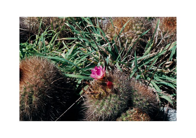 © Benjamin Normand - Image from the Journal of a Wandering Among Seaweed photography project