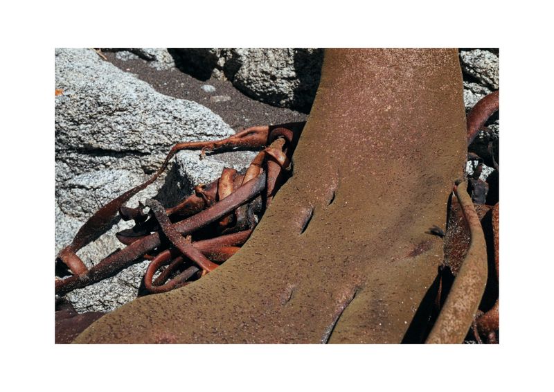 © Benjamin Normand - Image from the Journal of a Wandering Among Seaweed photography project