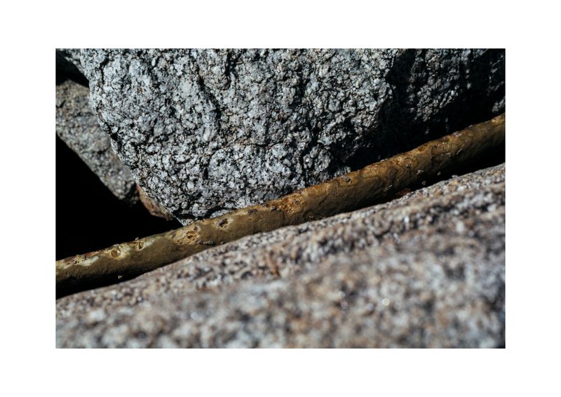 © Benjamin Normand - Image from the Journal of a Wandering Among Seaweed photography project