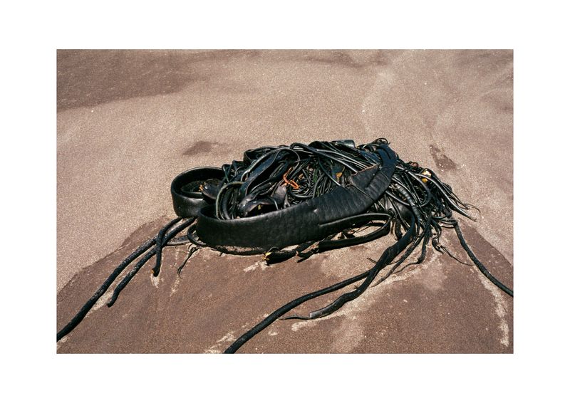 © Benjamin Normand - Image from the Journal of a Wandering Among Seaweed photography project
