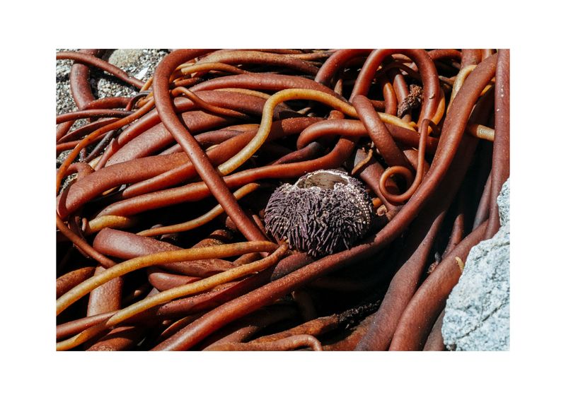 © Benjamin Normand - Image from the Journal of a Wandering Among Seaweed photography project