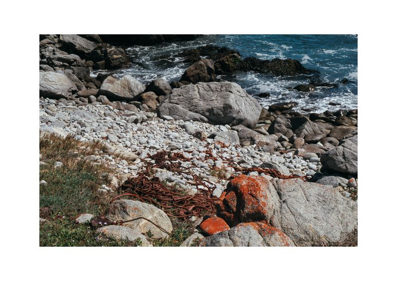 © Benjamin Normand - Image from the Journal of a Wandering Among Seaweed photography project