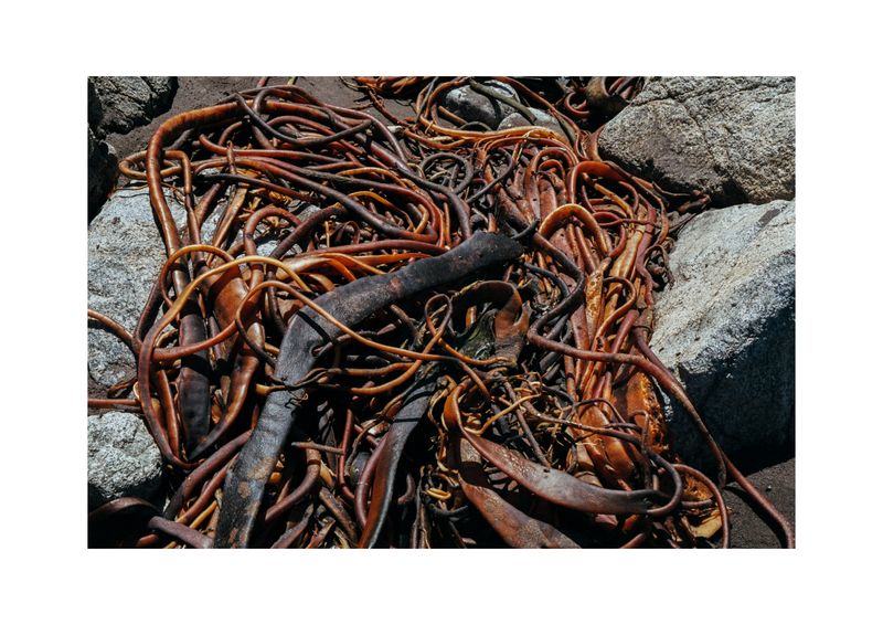 © Benjamin Normand - Image from the Journal of a Wandering Among Seaweed photography project