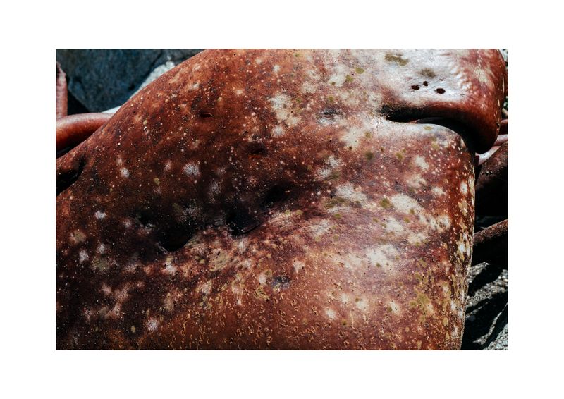 © Benjamin Normand - Image from the Journal of a Wandering Among Seaweed photography project