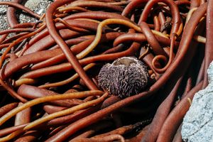 Journal of a Wandering Among Seaweed