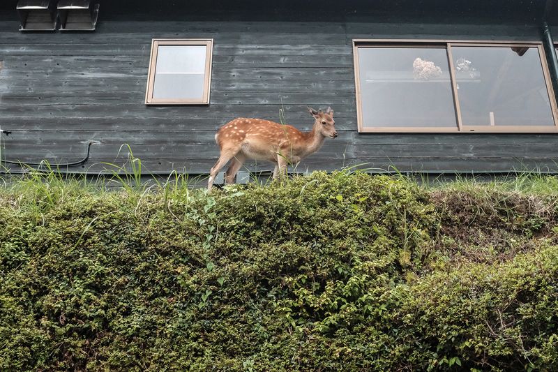 © Ugo Fraccaro - Image from the Banzai Kanpai photography project