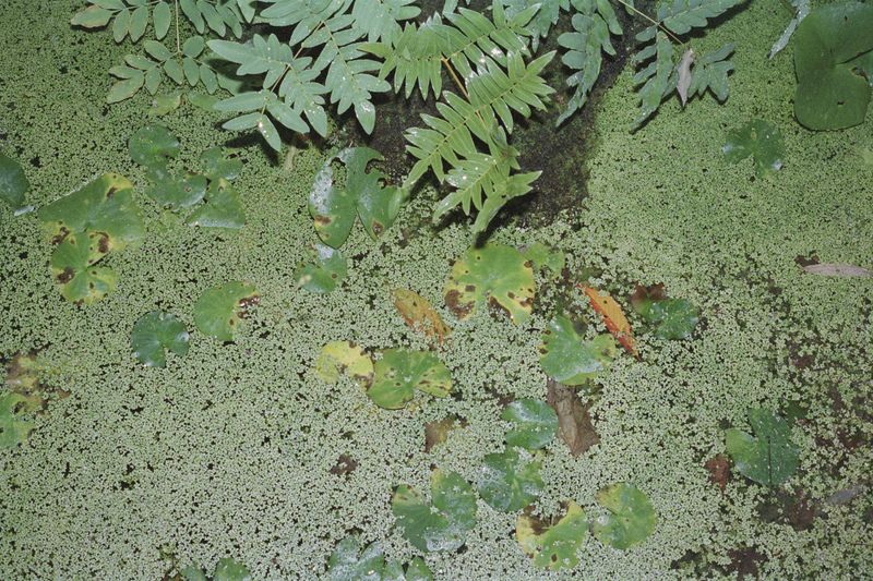 © Silvia Kyou - Image from the TOKI photography project