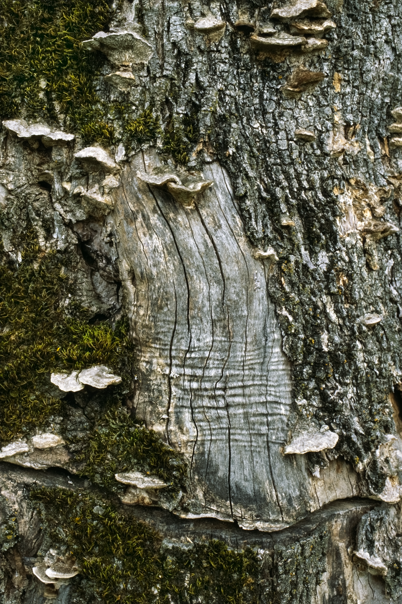 © Michele Rubino - Image from the The heart of the valley photography project