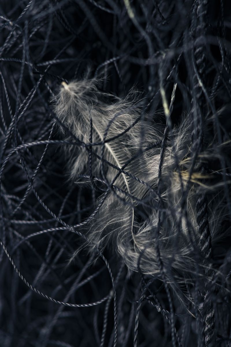 © Silvio Rusmigo - Tangled 15x4 metres mist-net, functioning as an invisible bird-trap when set up on net poles between shrubs