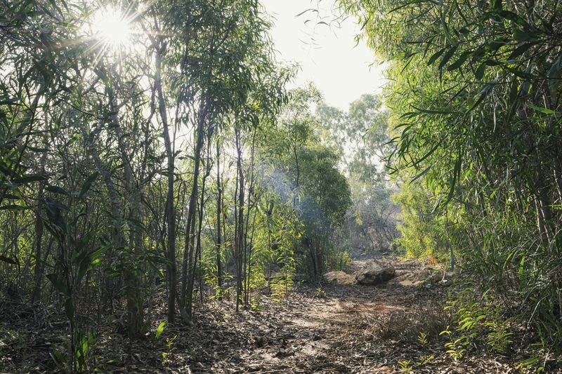 © Silvio Rusmigo - Inactive mist-net ride, landscaped within a planted Acacia forest