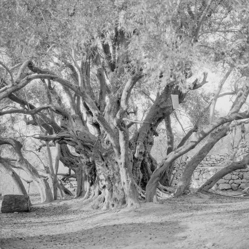 © Fabrizio Bilello - The oldest olive tree in Palestine, between 2,000 and 4,000 years old.al-Walaja