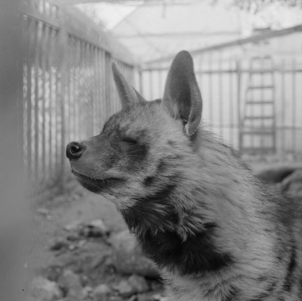 © Fabrizio Bilello - A hyenas sheltered at Bethlehem Natural Museum.