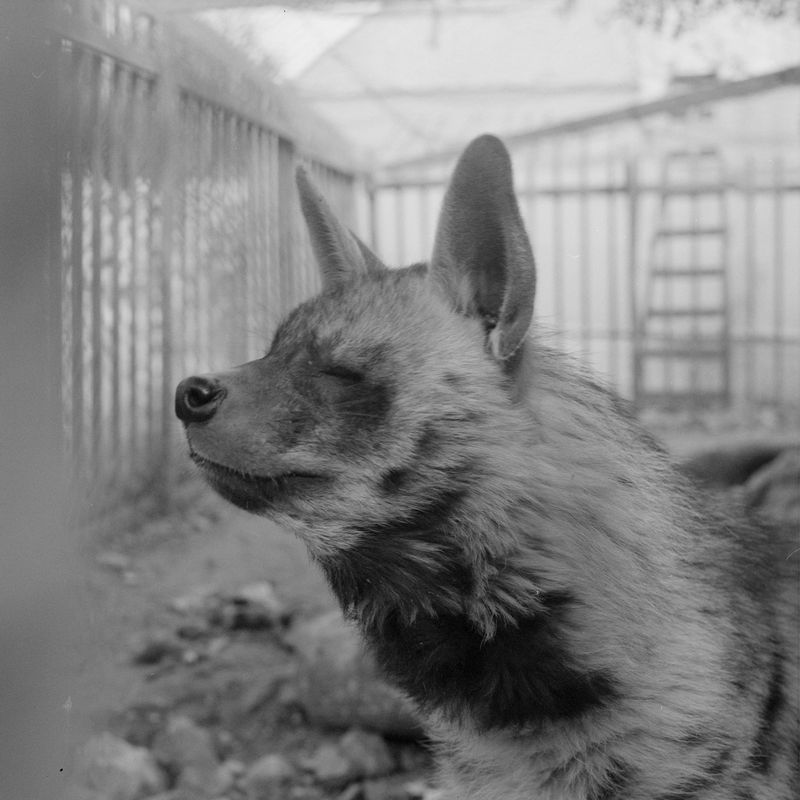 © Fabrizio Bilello - A hyenas sheltered at Bethlehem Natural Museum.