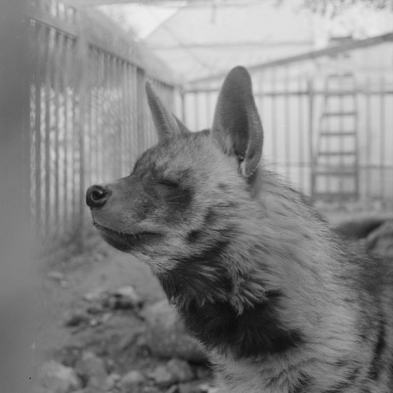 © Fabrizio Bilello - A hyenas sheltered at Bethlehem Natural Museum.