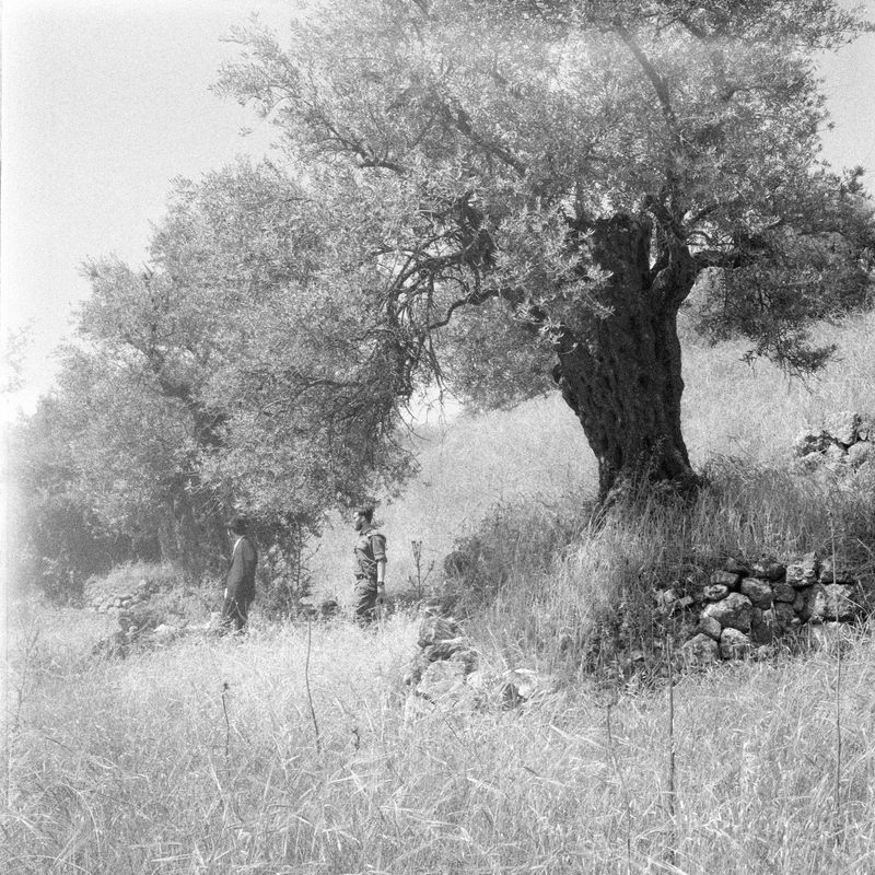 © Fabrizio Bilello - A soldier escorts a settler through an olive grove in H2, the side of Al-Khalil under Israeli authority.