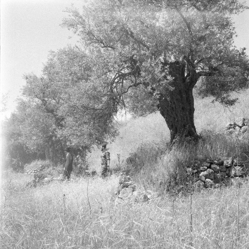 © Fabrizio Bilello - A soldier escorts a settler through an olive grove in H2, the side of Al-Khalil under Israeli authority.