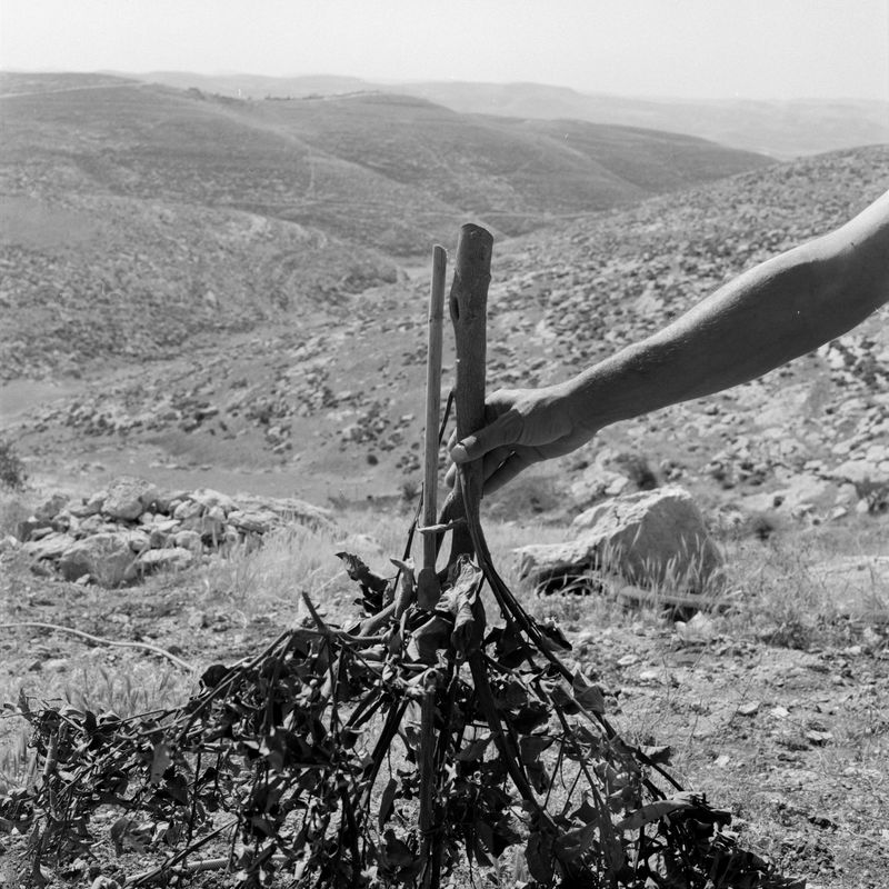 © Fabrizio Bilello - An orange tree cut down by IOF. Masafer Yatta, May 2023.