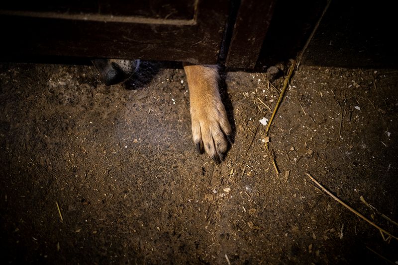 © Javier Fergo - Image from the Ukrainian refugee animals photography project