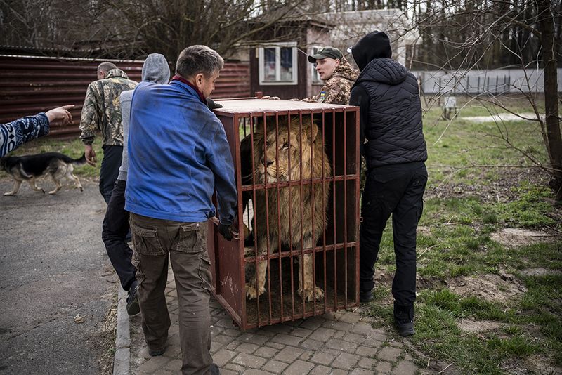 © Javier Fergo - Image from the Ukrainian refugee animals photography project