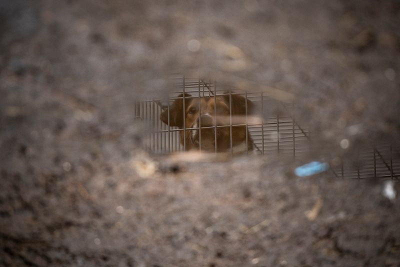 © Javier Fergo - Image from the Ukrainian refugee animals photography project