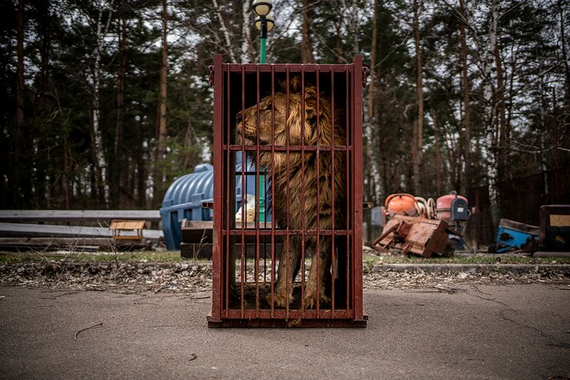 © Javier Fergo - Image from the Ukrainian refugee animals photography project