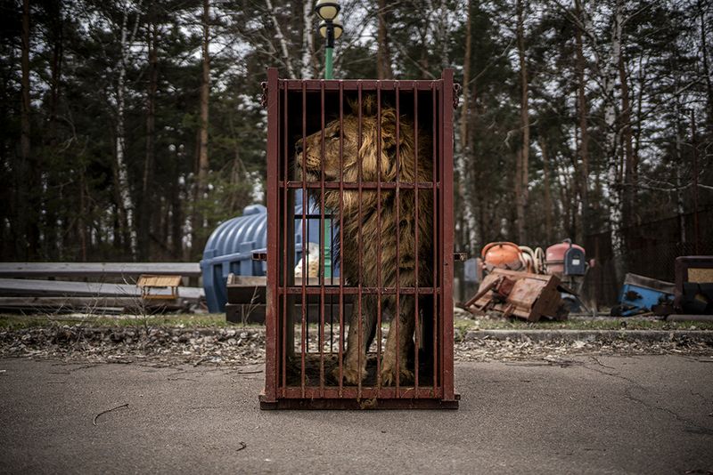 © Javier Fergo - Image from the Ukrainian refugee animals photography project