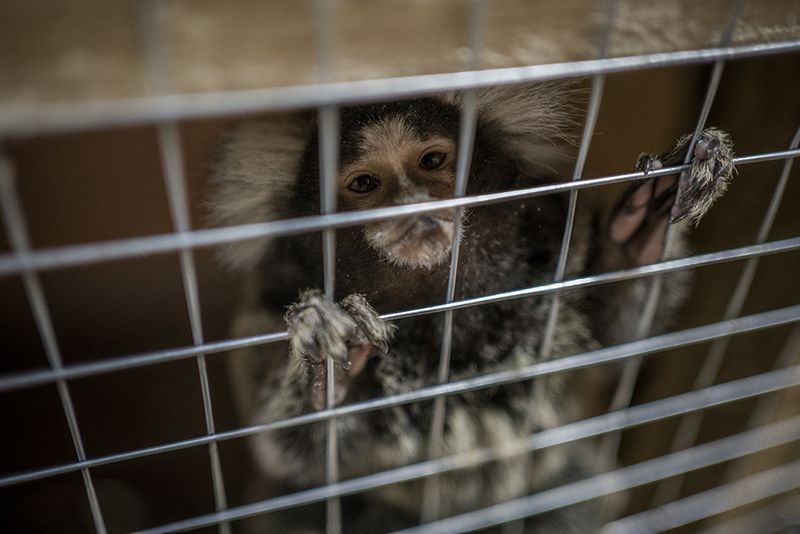 © Javier Fergo - Image from the Ukrainian refugee animals photography project