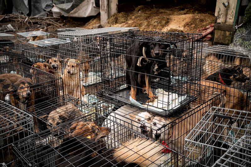 © Javier Fergo - Image from the Ukrainian refugee animals photography project