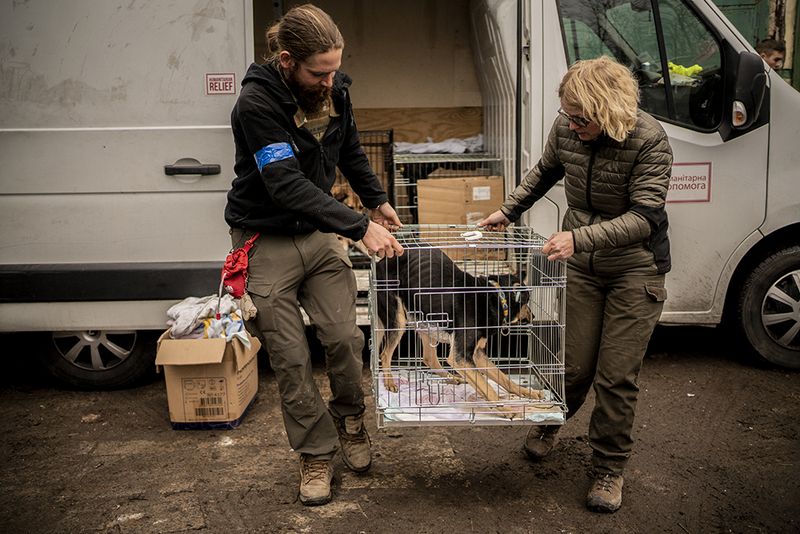 © Javier Fergo - Image from the Ukrainian refugee animals photography project