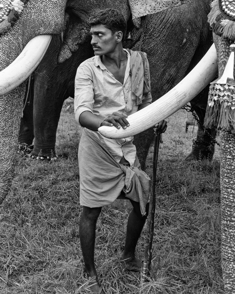 © Kip Harris - Elephant Minder, Kerala