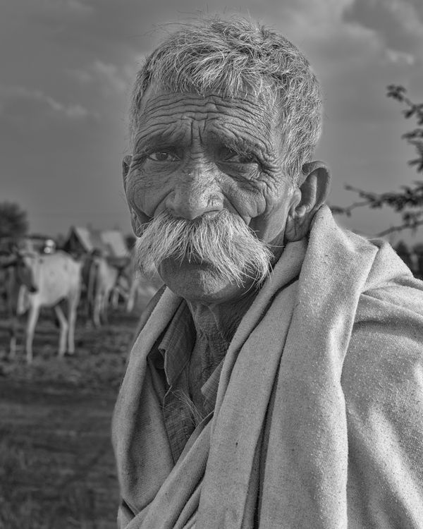 © Kip Harris - Cattleman #3, Nagaur