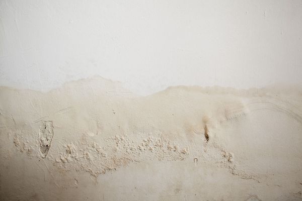 © claudia tavares - Image from the A Garden in Forest photography project