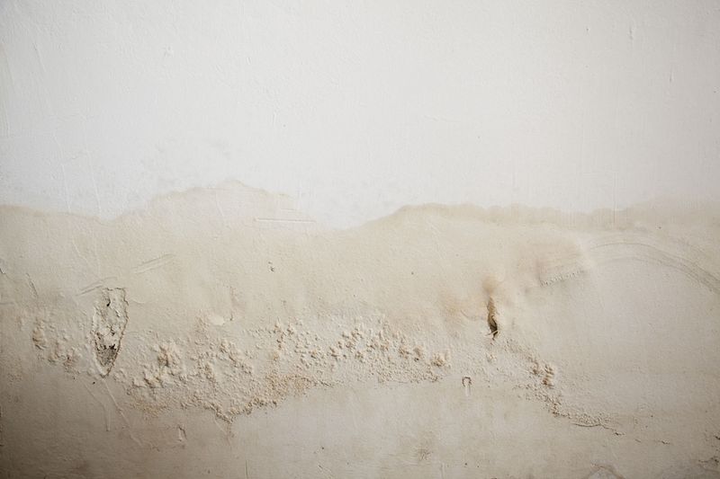 © claudia tavares - Image from the A Garden in Forest photography project
