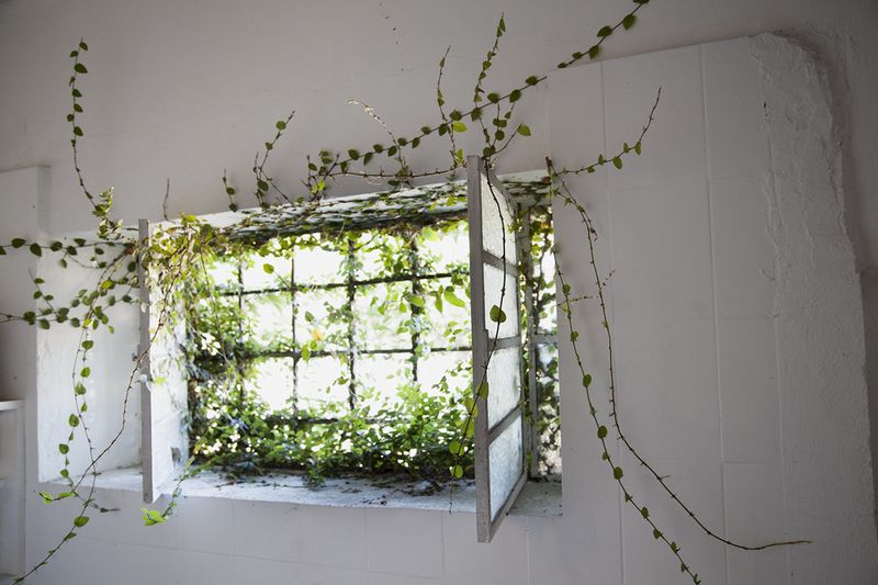 © claudia tavares - Image from the A Garden in Forest photography project