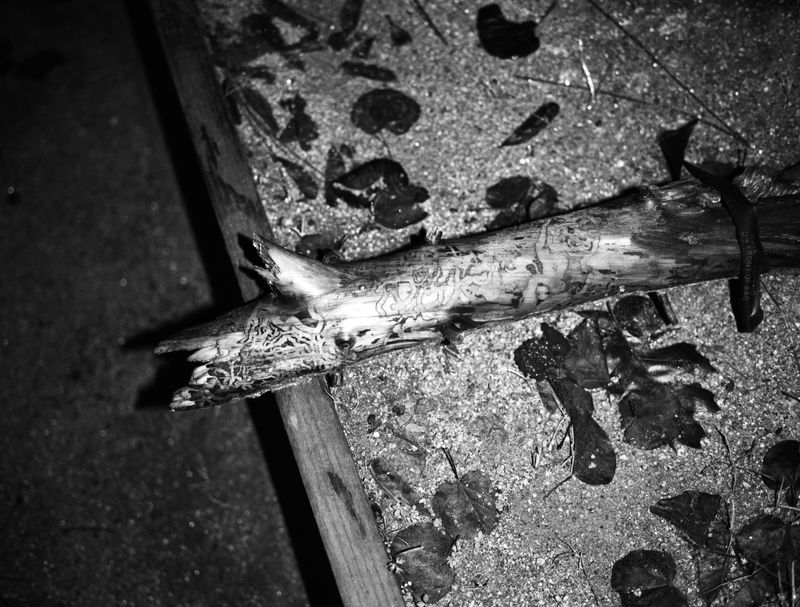 © Maya Meissner - Image from the The Cedar Lodge photography project