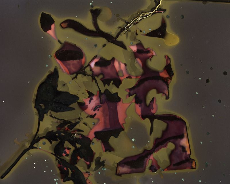 © Pamela Pecchio - Burst (Black Swallowwort), Phytolumen Print