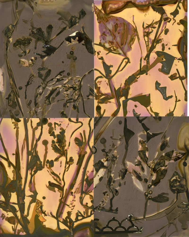 © Pamela Pecchio - Cluster (Barberry, Pokeweed, Yellow Iris), Phytolumen Print