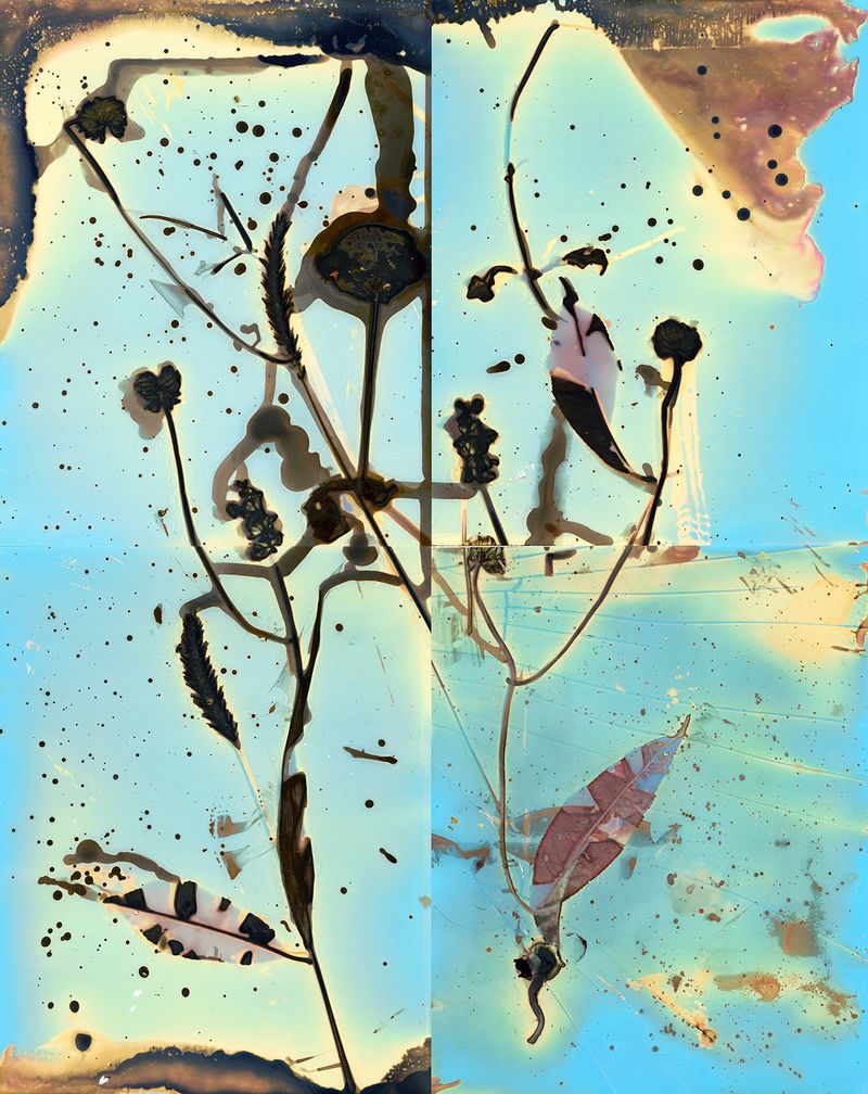 © Pamela Pecchio - Tree of Heaven, Phytolumen Print