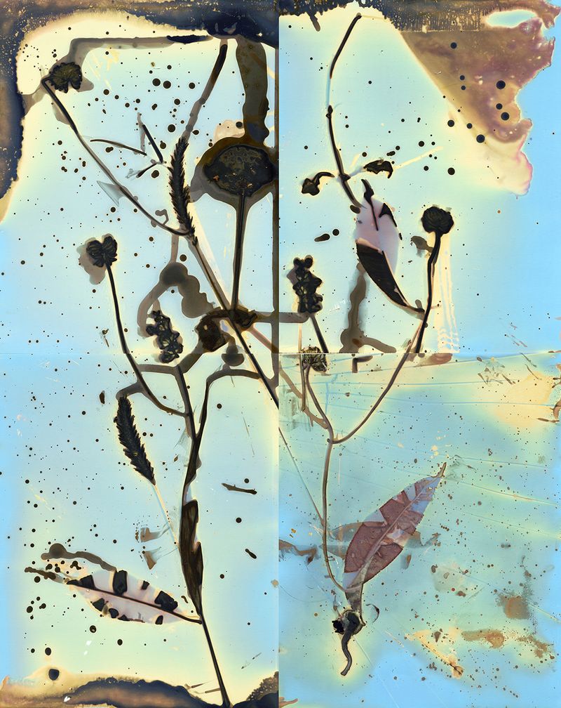 © Pamela Pecchio - Tree of Heaven, Phytolumen Print