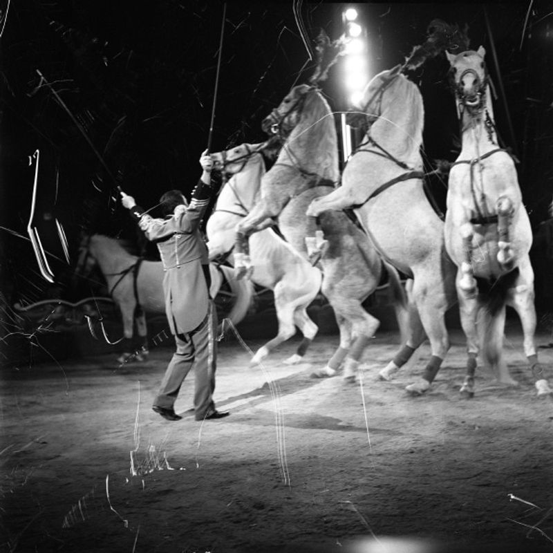 © Sabrina Caramanico - Image from the Circus photography project