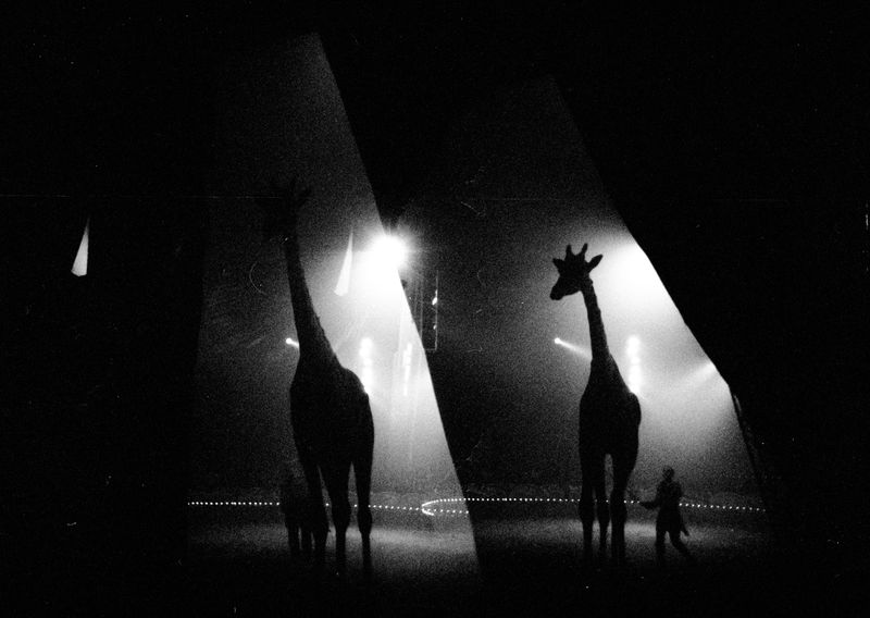 © Sabrina Caramanico - Image from the Circus photography project