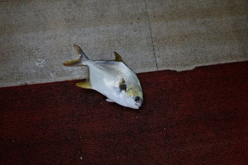 © Ge Zeng - China,2017