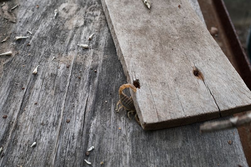 © sima choubdarzadeh - Scorpio