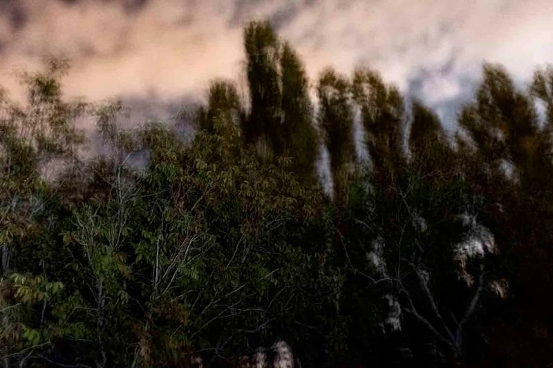 © sima choubdarzadeh - plague