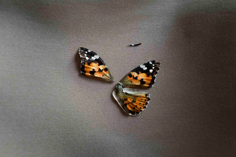 © sima choubdarzadeh - i fear that i can not fly...